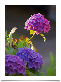 Churchyard Hydrangea - Helen Kulczycki